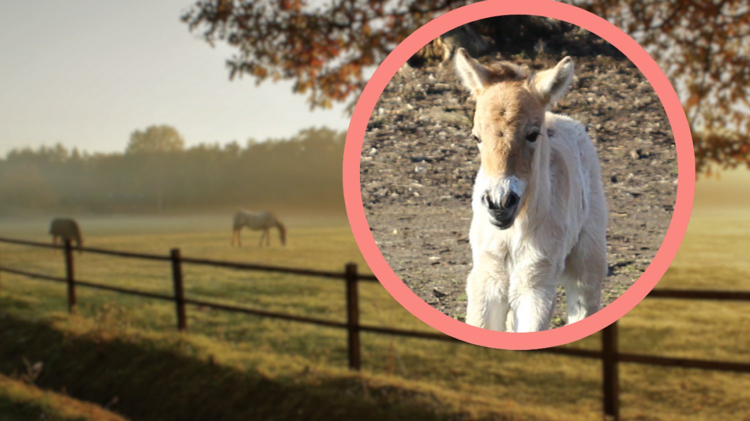 źrebię konia Przewalskiego w zoo w Warszawie