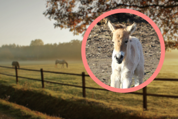 Narodziny konia Przewalskiego w zoo w Warszawie źrebię konia Przewalskiego w zoo w Warszawie