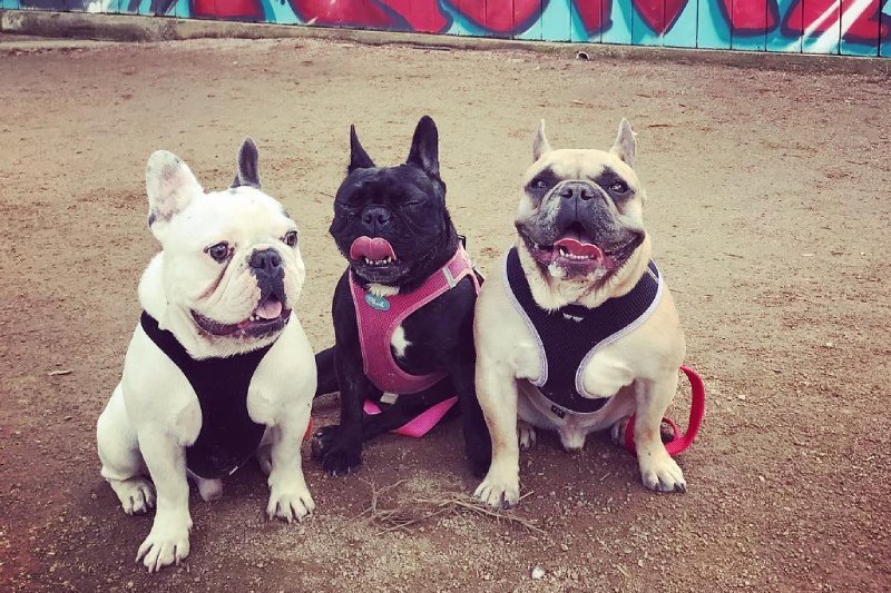 Porwane psy Lady Gagi wróciły do domu całe i zdrowe.