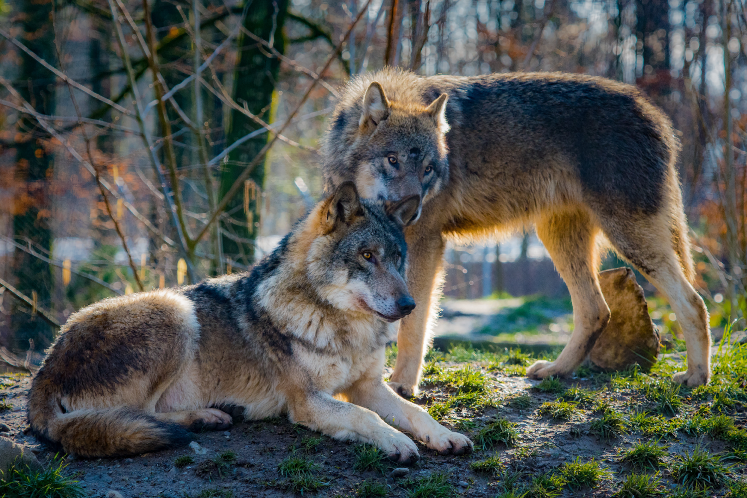Wilcze love story Para wilków w środowisku naturalnym