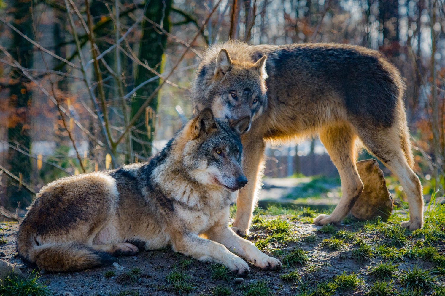 Wilcze love story Para wilków w środowisku naturalnym