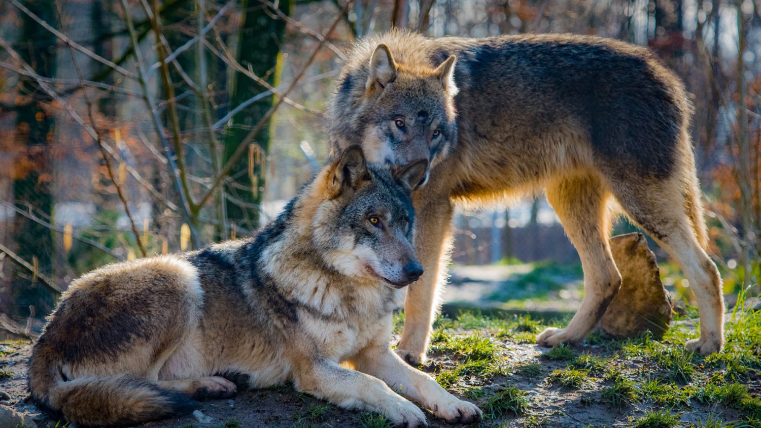 Wilcze love story Para wilków w środowisku naturalnym