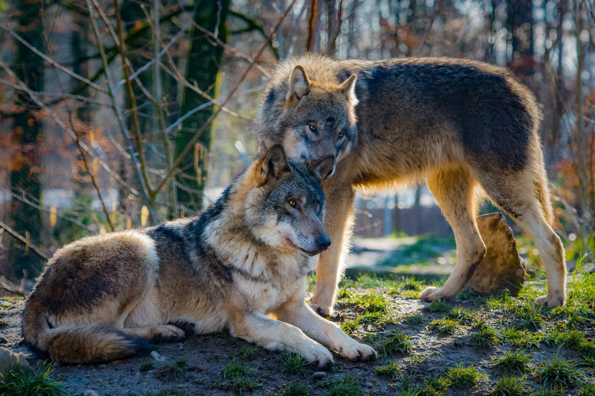 Wilcze love story Para wilków w środowisku naturalnym