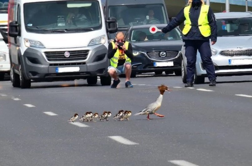 Wyjątkowa akcja warszawskich funkcjonariuszy. Eskortowali rodzinę nurogęsi.