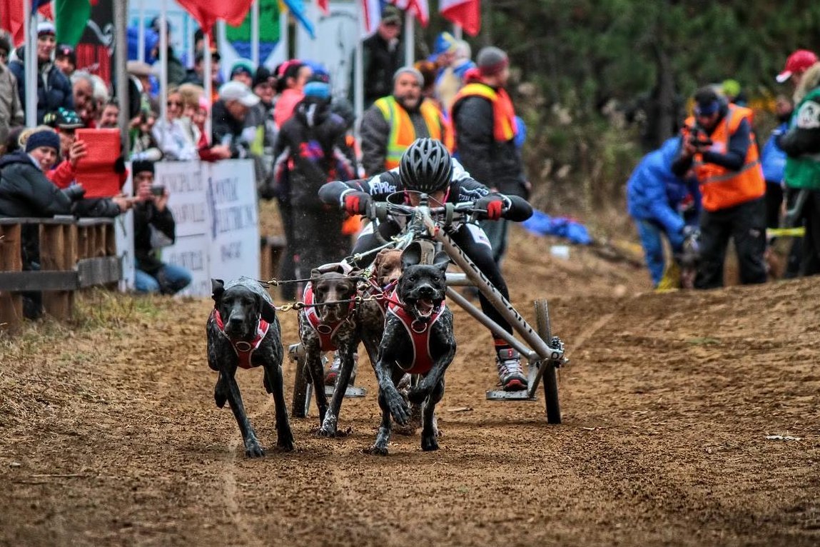 Głównymi sponsorami polskich zaprzęgowców są firmy związane z branżą rowerową.