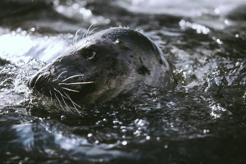 Foki szare są gatunkiem chronionym w Polsce.