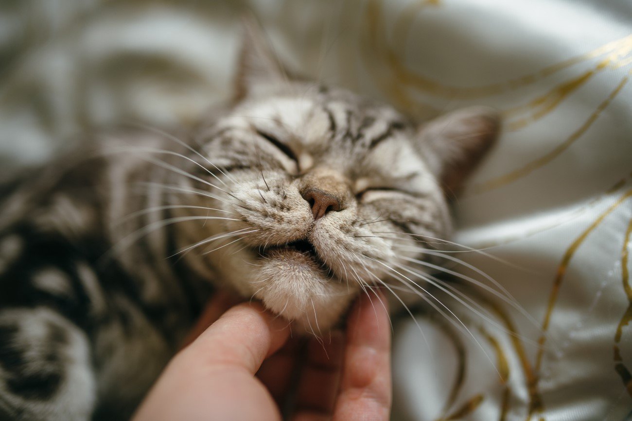 Koty okazują zaufanie na wiele sposobów