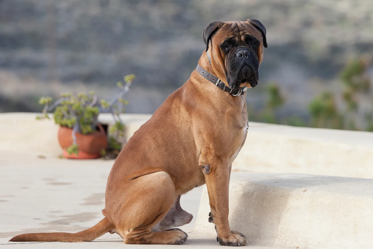 Bullmastiff Bullmastiff na tarasie