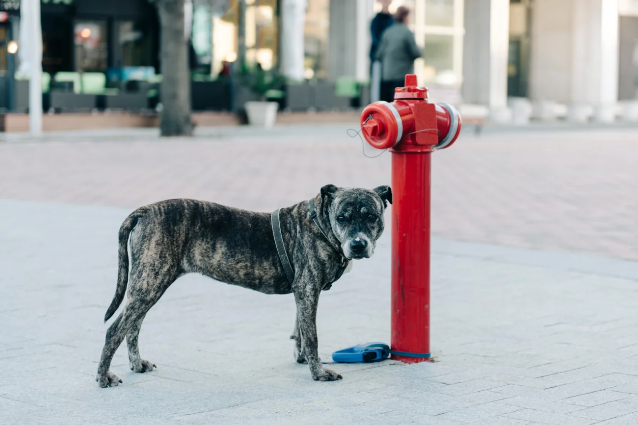 Pies przywiązany do hydrantu, czeka na opiekuna