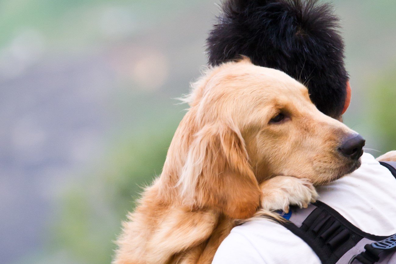 Psy pocieszają swoich opiekunów, gdy są smutni