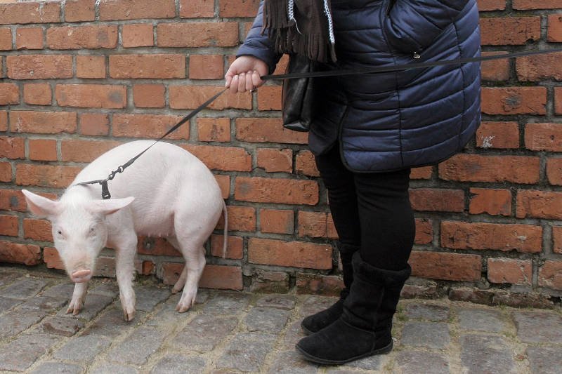 Spacer świnki Racki z Pomorskiej Fundacji Pies Szuka Domu. Warszawa, marzec 2014.