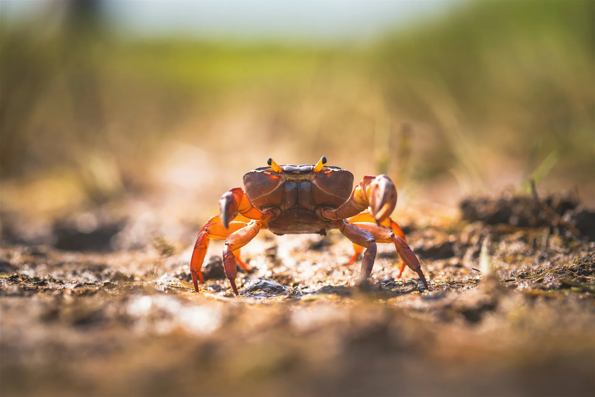 Krab - prehistoryczne zwierzę Krab