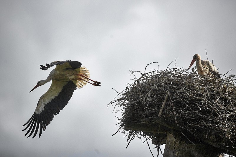 Zadziwiający powód wczesnych odlotów bocianów.