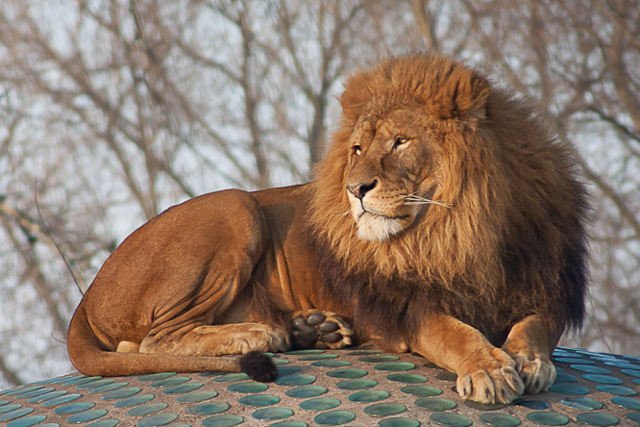 Kopenhaskie zoo zabiło cztery lwy. Zdjęcie jest tylko ilustracją