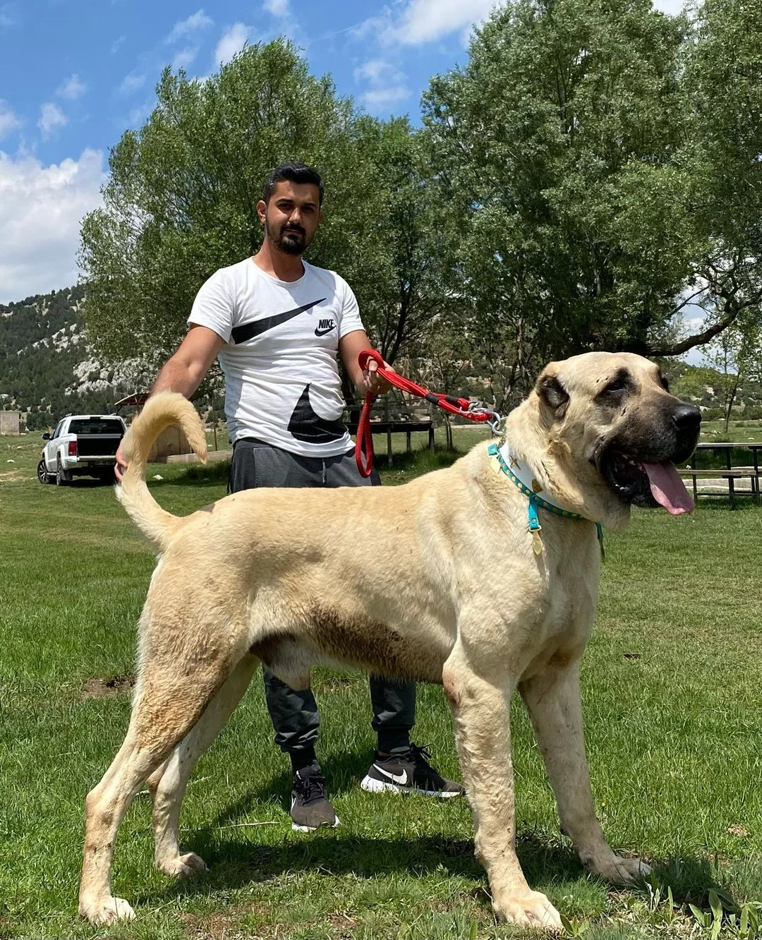 Dorosły kangal Dorosły kangal