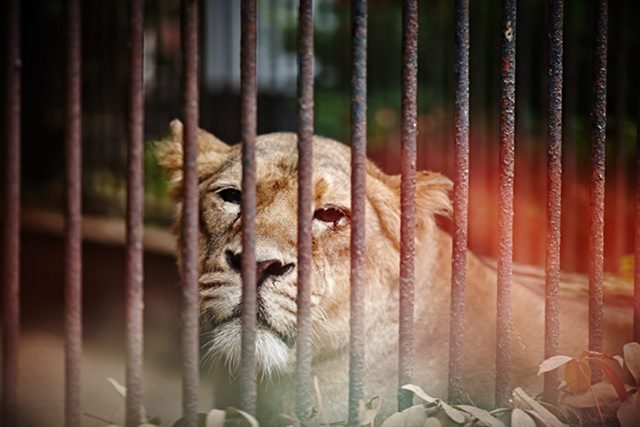 Zwierzęta mieszkające w ZOO nie należą do najszczęśliwszych.