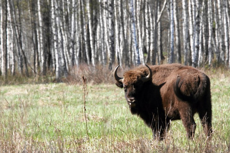 Na Pomorzu znaleziono ciało żubra. Zwierzę zostało postrzelone zanim ktoś odciął mu głowę.