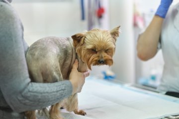 Zwolnienie lekarskie od weterynarza? To możliwe