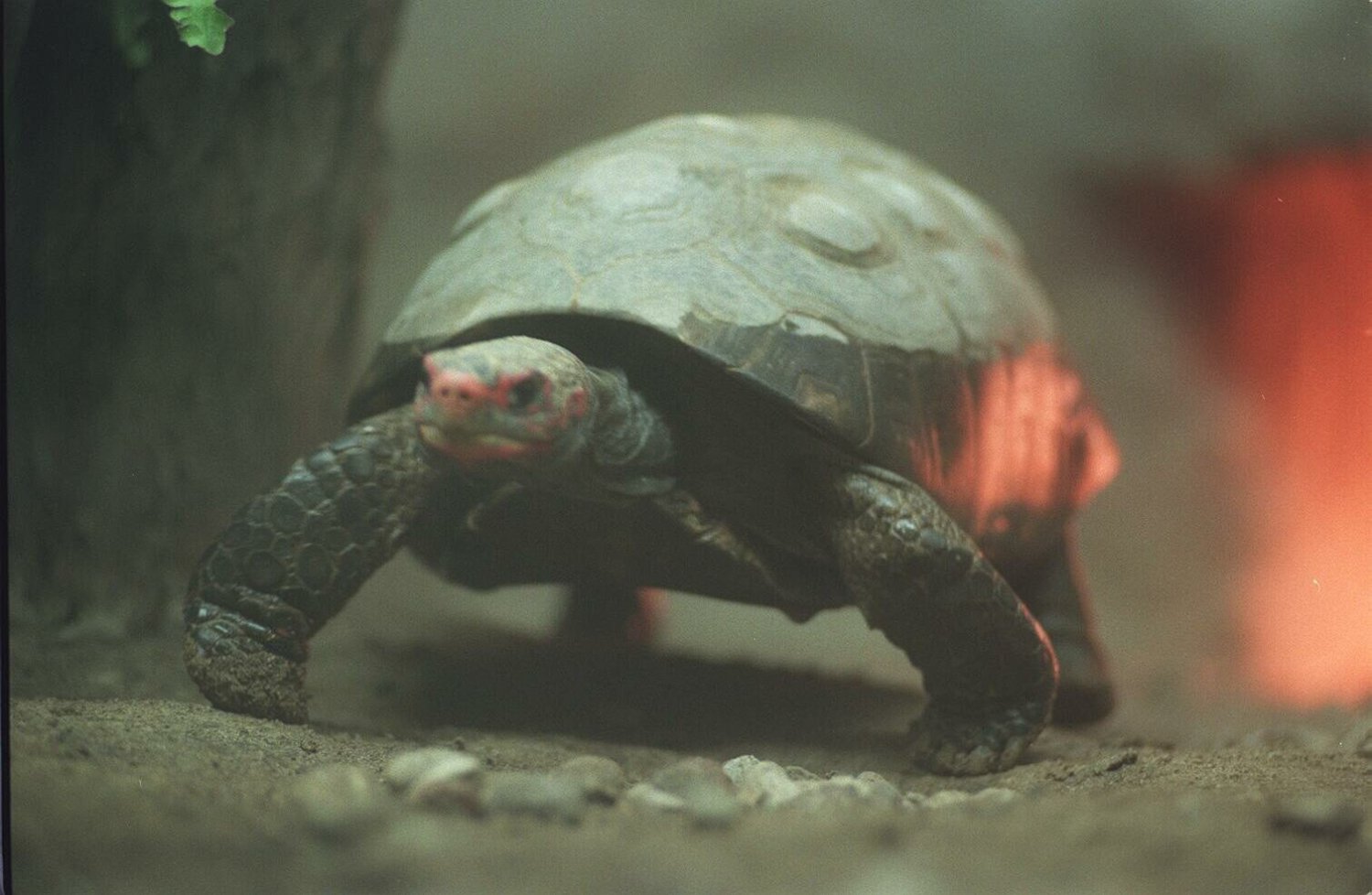 Wrocław zaatakowały żółwie.