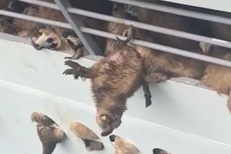 Niewiele owiec udało się uratować.