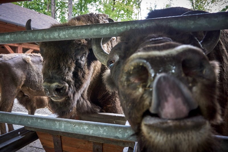 Niemcy wydali specjalną instrukcję postępowania z żubrami, które przechodzą z Polski do Niemiec.
