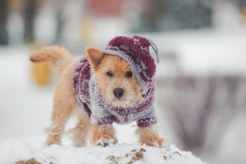 Psia moda to polski hit sezonu.