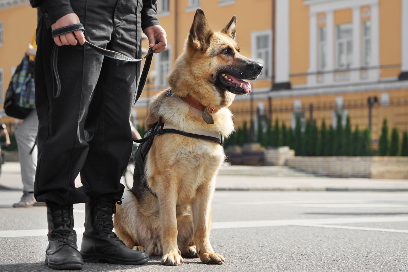 Owczarek niemiecki w policji Owczarek niemiecki jako pies policyjny