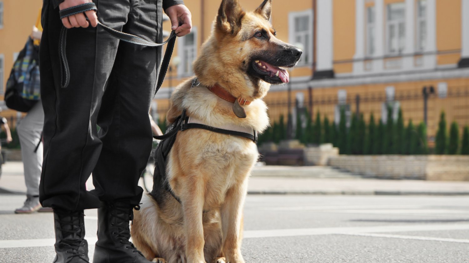 Owczarek niemiecki w policji Owczarek niemiecki jako pies policyjny