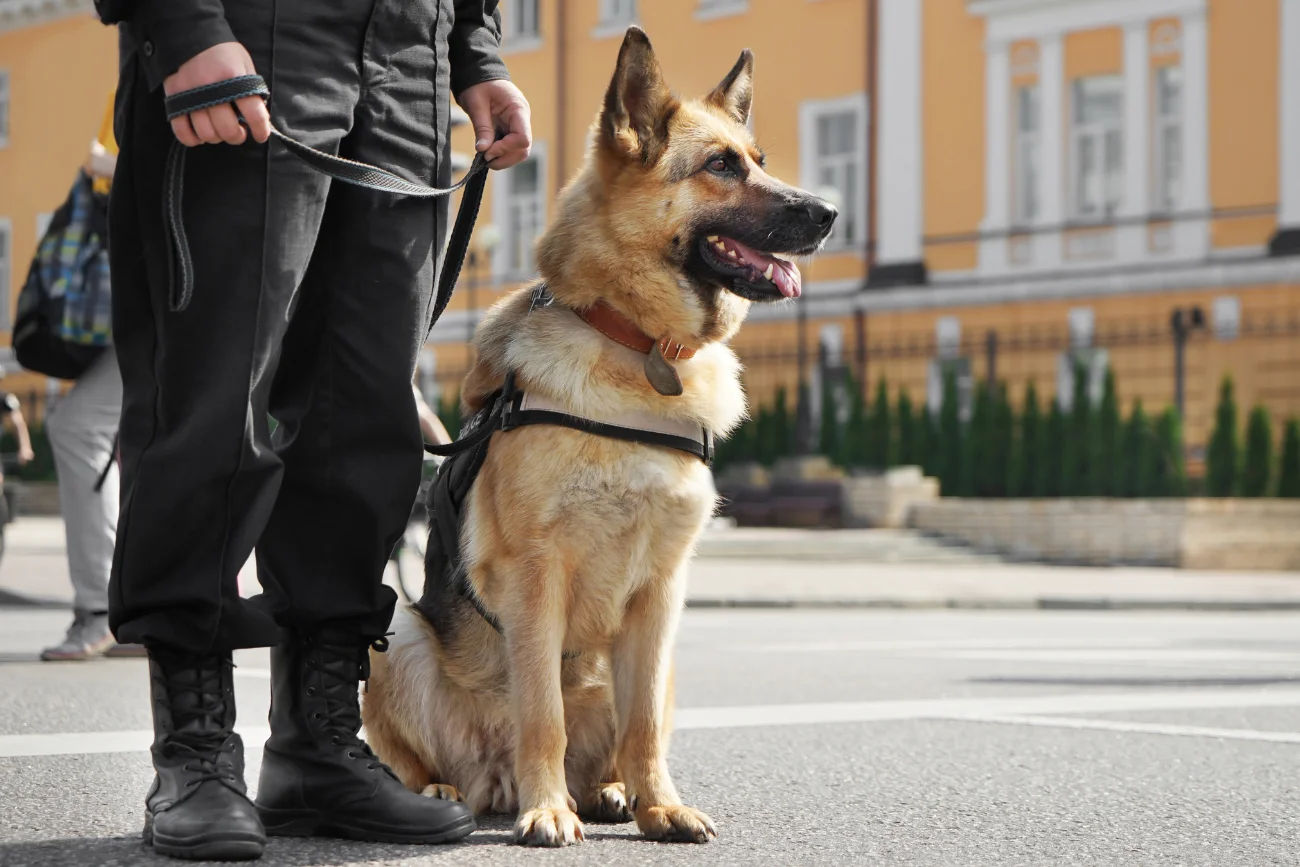 Owczarek niemiecki w policji Owczarek niemiecki jako pies policyjny