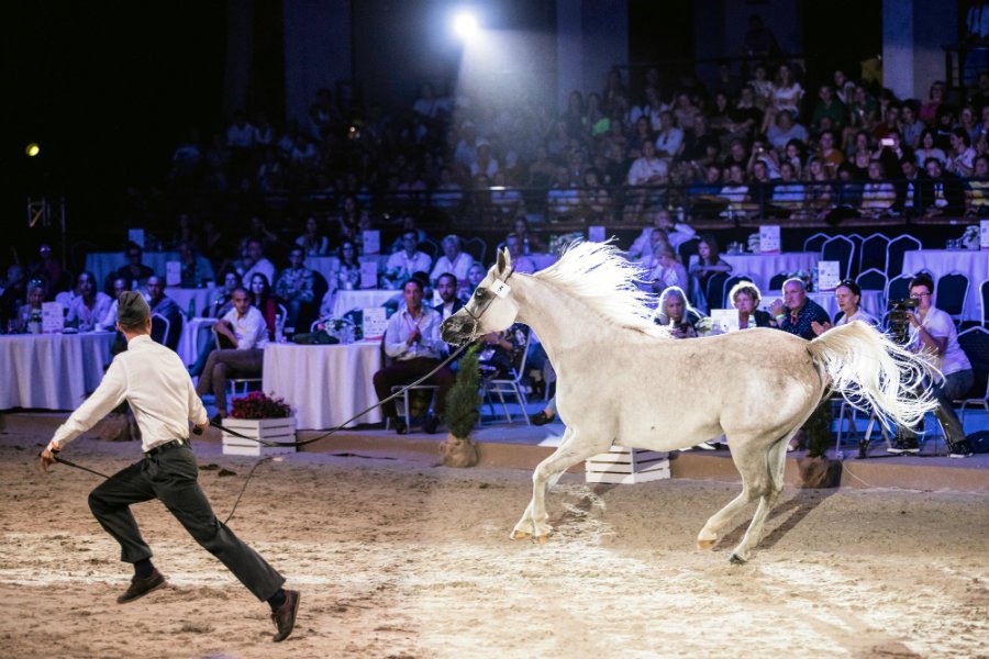 Stadnina w Janowie Podlaskim chce się pozbyć cennych koni. Na zdjęciu aukcja Pride of Poland 2019.