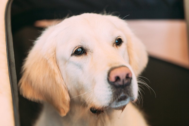 Rząd znowu sięga do kieszeni miłośników zwierząt