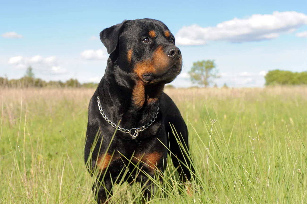 Rottweiler Rottweiler na łące