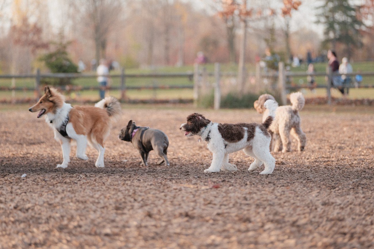 Psie parki są w Polsce coraz częstszym widokiem