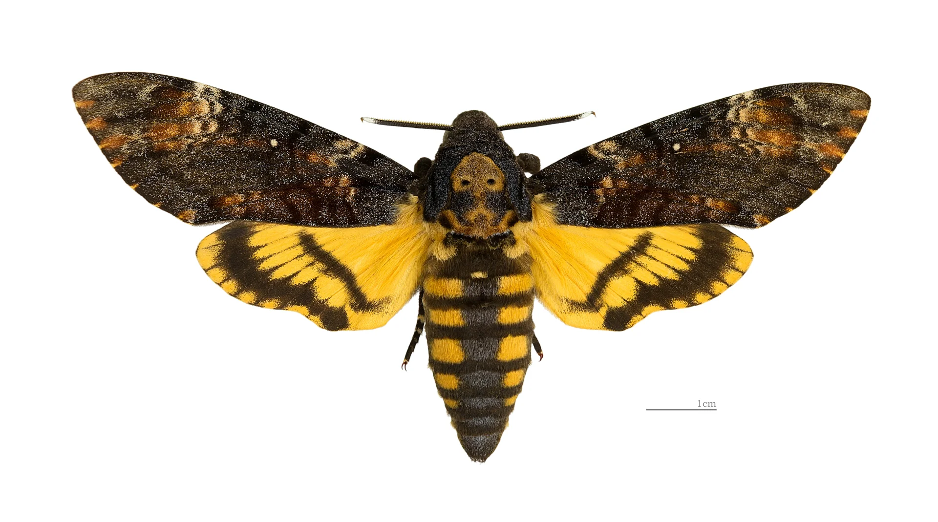 Zmierzchnica Trupia Główka — największa ćma w Polsce