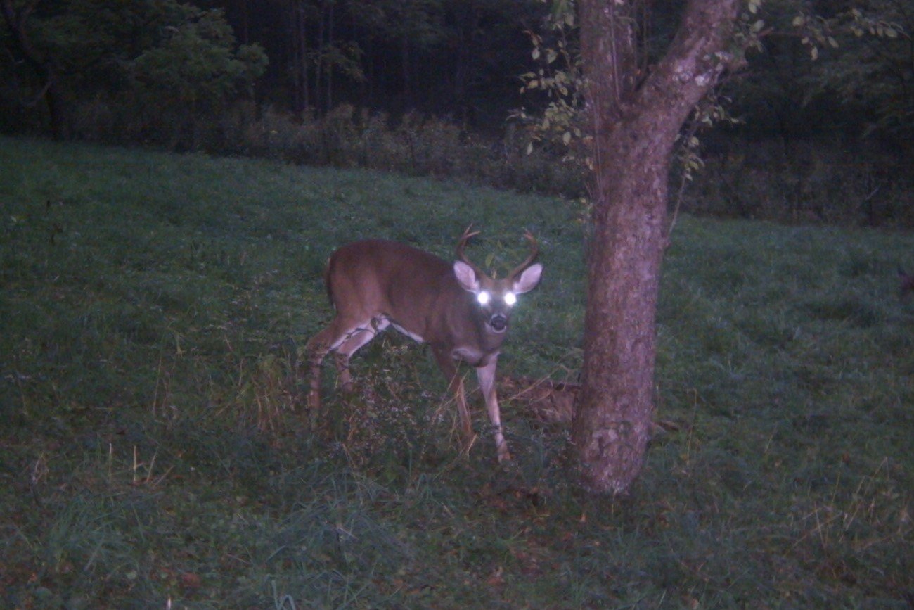 Choroba zamienia jelenie w zombie