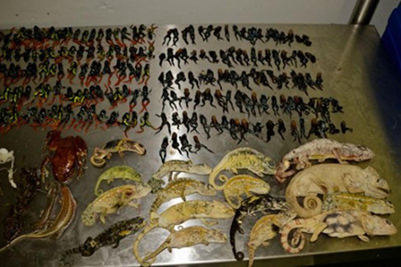 Na lotnisku w Johannesburgu znaleziono 400 martwych płazów i gadów.