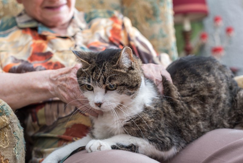 Czy to możliwe, że koty potrafią wyczuwać śmierć?