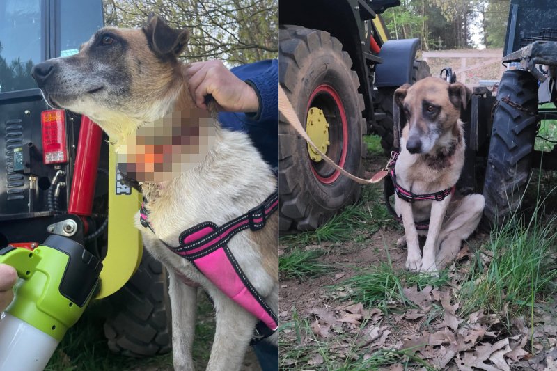 Sprawca znęcania nad Bambi poszukiwany