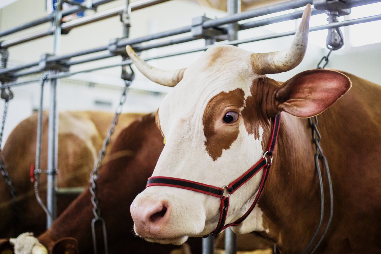 Łuków (woj. lubelskie): Byk zabił pracownika zakładów mięsnych