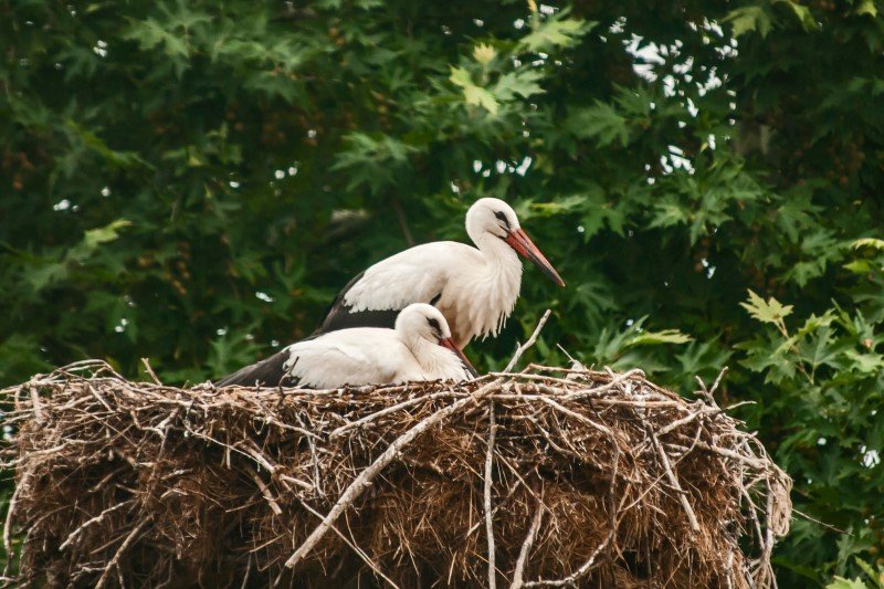 Samice bociana tworzą parę i wychowują wspólnie młode