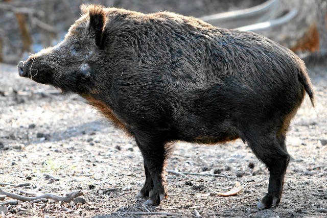 Białoruś chce "zneutralizować" wszystkie dziki, jakie przebywają na jej terytorium
