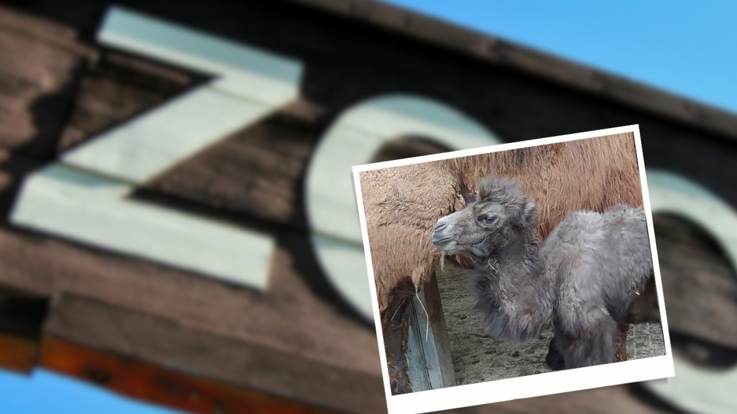 Wielbłądek z mamą, narodzony w ZOO w Opolu