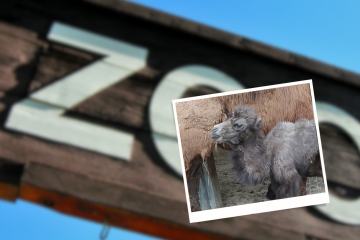 Narodziny wielbłądka w Opolu w Tłusty Czwartek Wielbłądek z mamą, narodzony w ZOO w Opolu