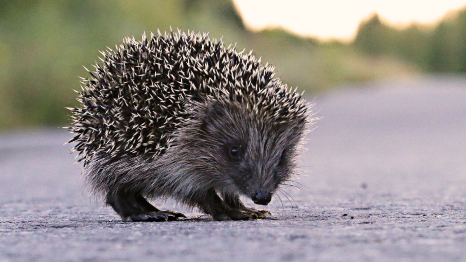 Jeż spotkany w dzień prawdopodobnie potrzebuje twojej pomocy. Kiedy i jak mu pomóc?