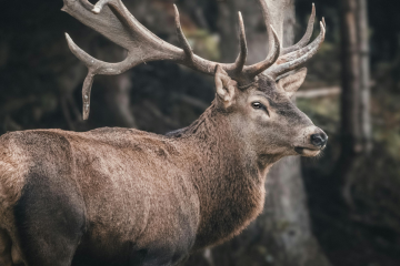 Interwencja OSP Sosnowica – ratunek dla jelenia Jeleń w pobliżu drzewa