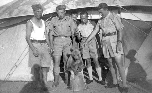 Mały miś Wojtek z polskimi żołnierzami Mały miś Wojtek z polskimi żołnierzami