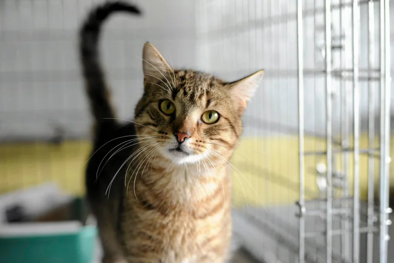 Kot do adopcji we wrocławskim schronisku