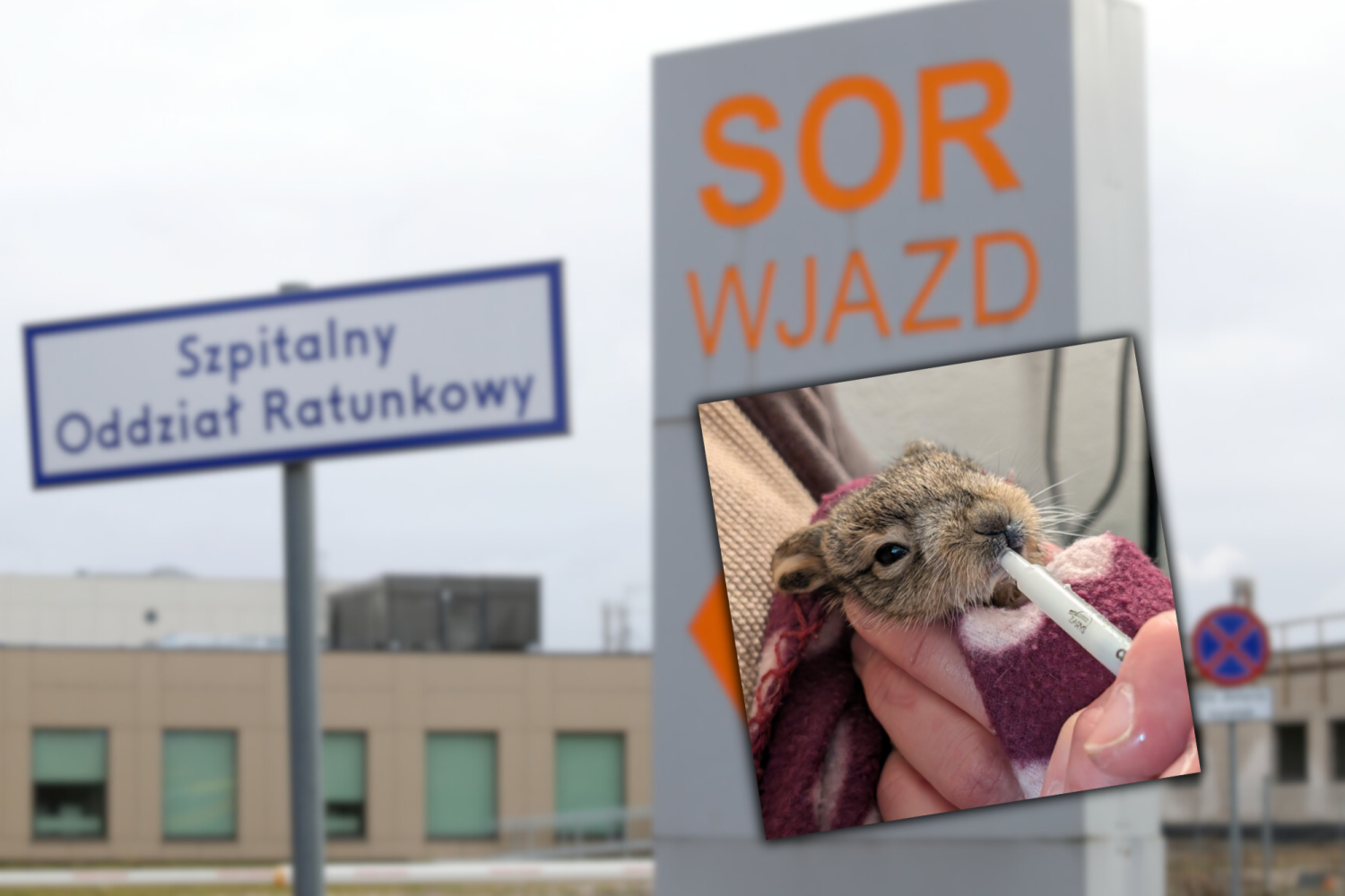 Zajączek w szpitalu w Oławie SOR, zajączek