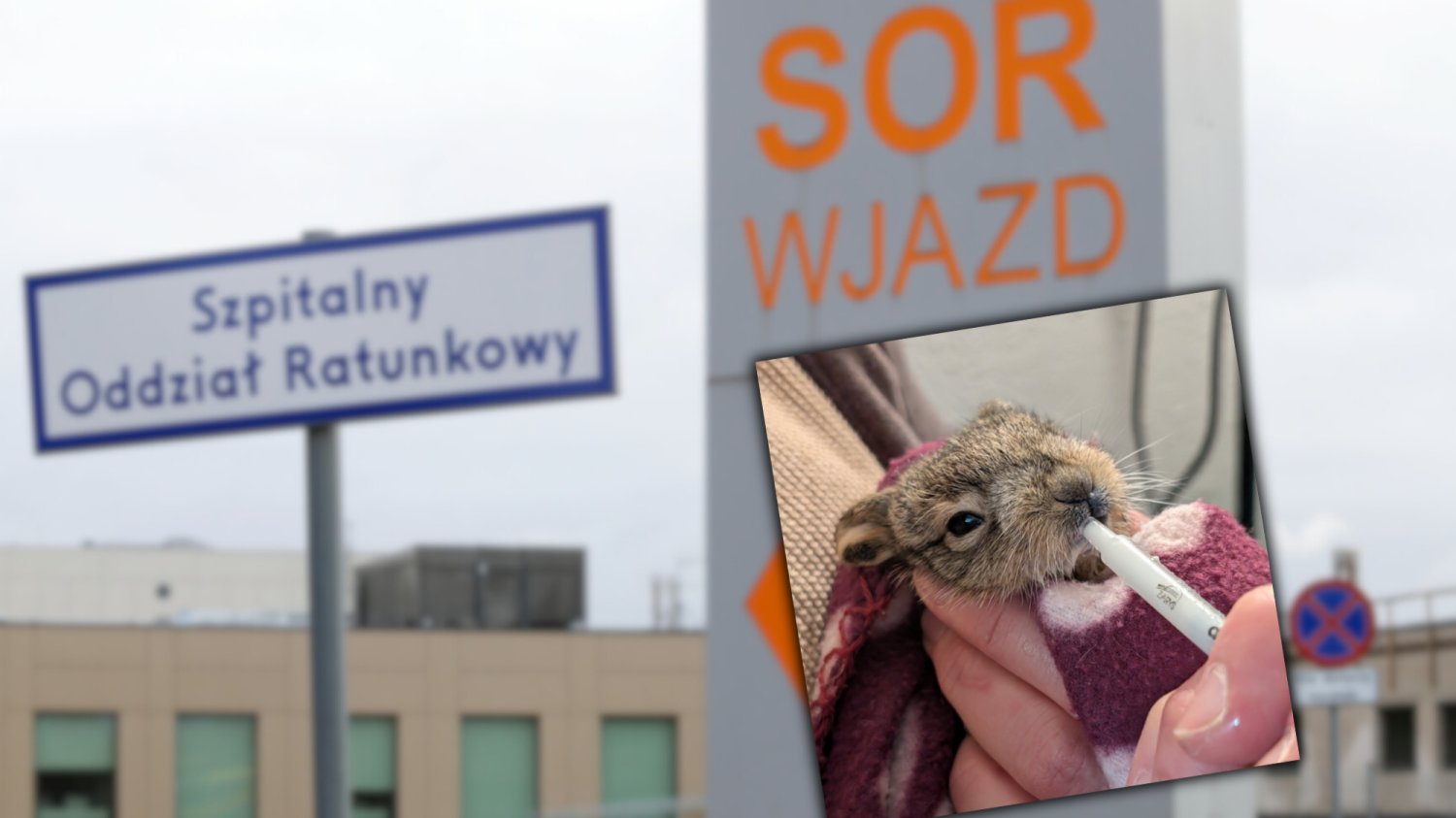 Zajączek w szpitalu w Oławie SOR, zajączek