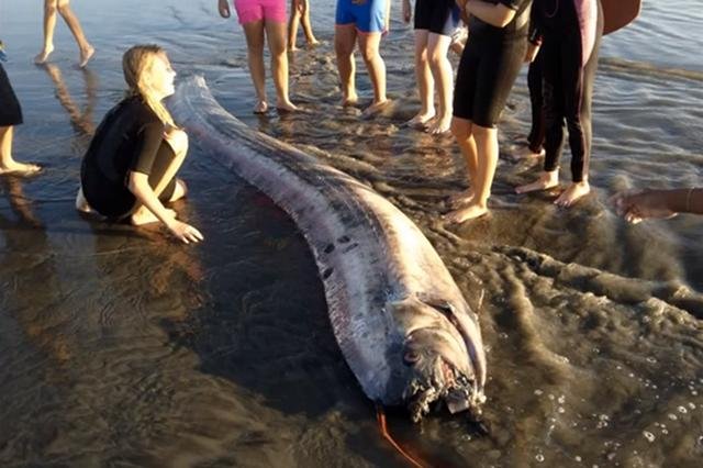 Wyrzucony na brzeg wstęgor królewski